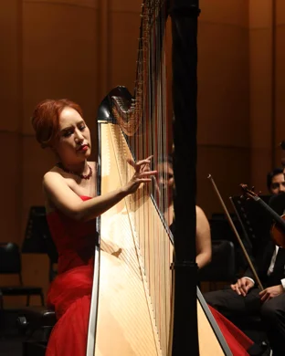 Chinese American Bear